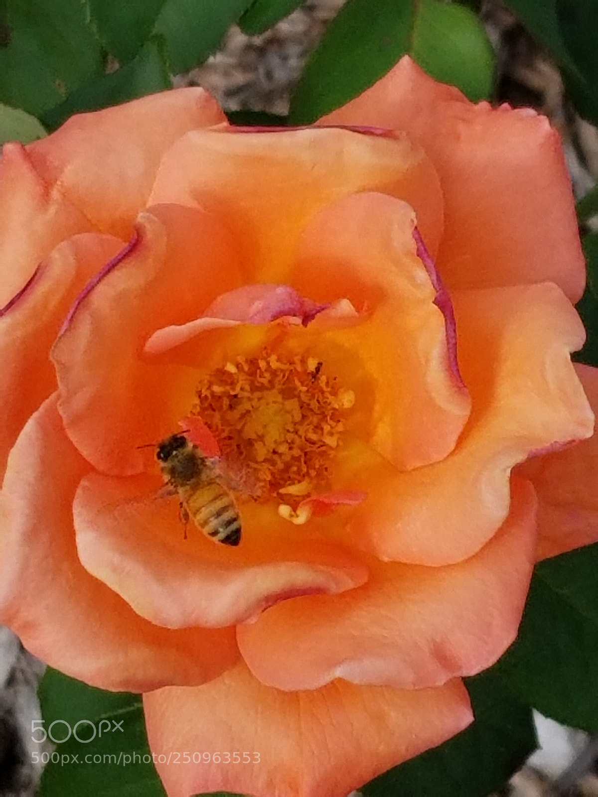 Samsung Galaxy S8 sample photo. Untitled photography
