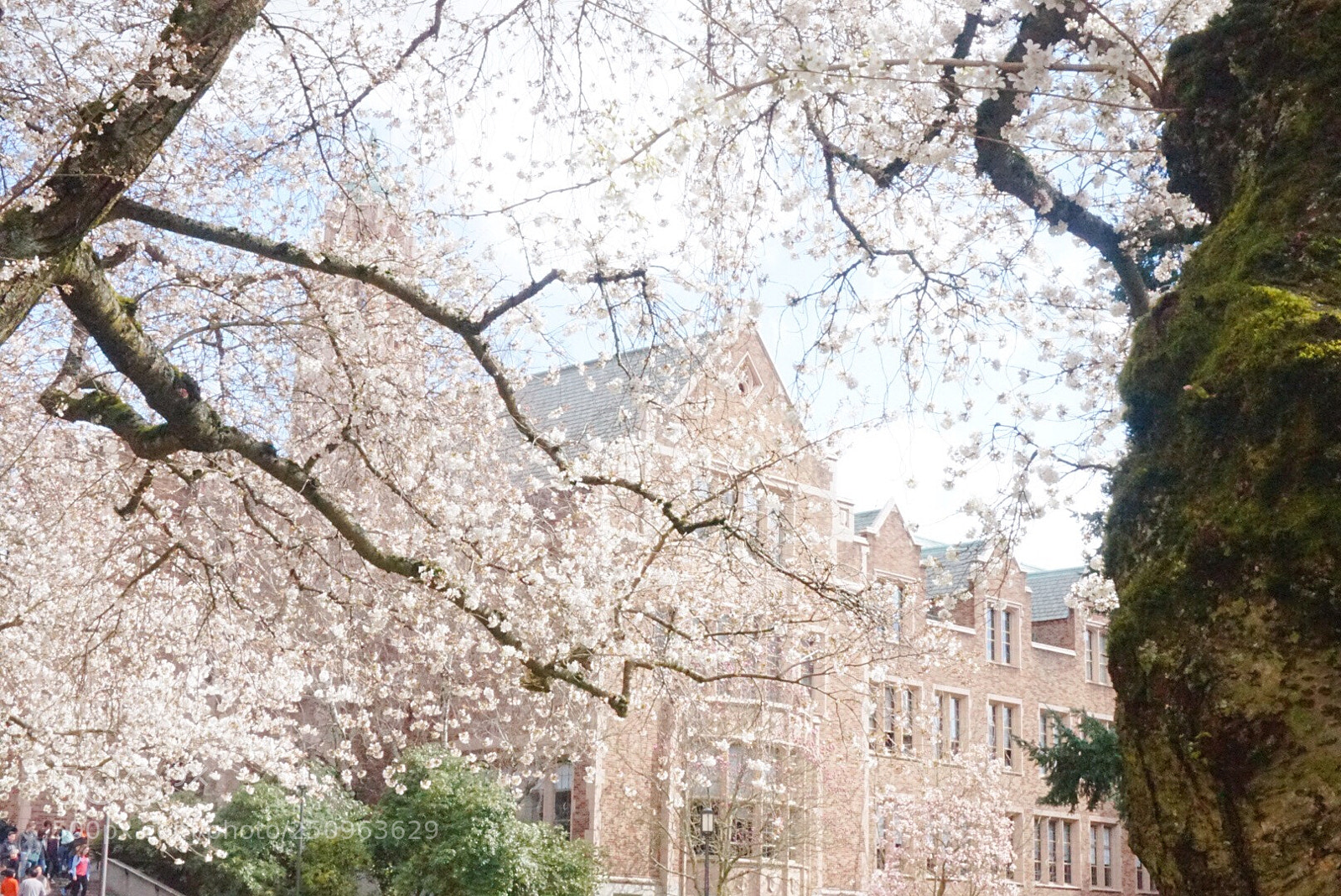 Sony Alpha a5000 (ILCE 5000) sample photo. Campus photography