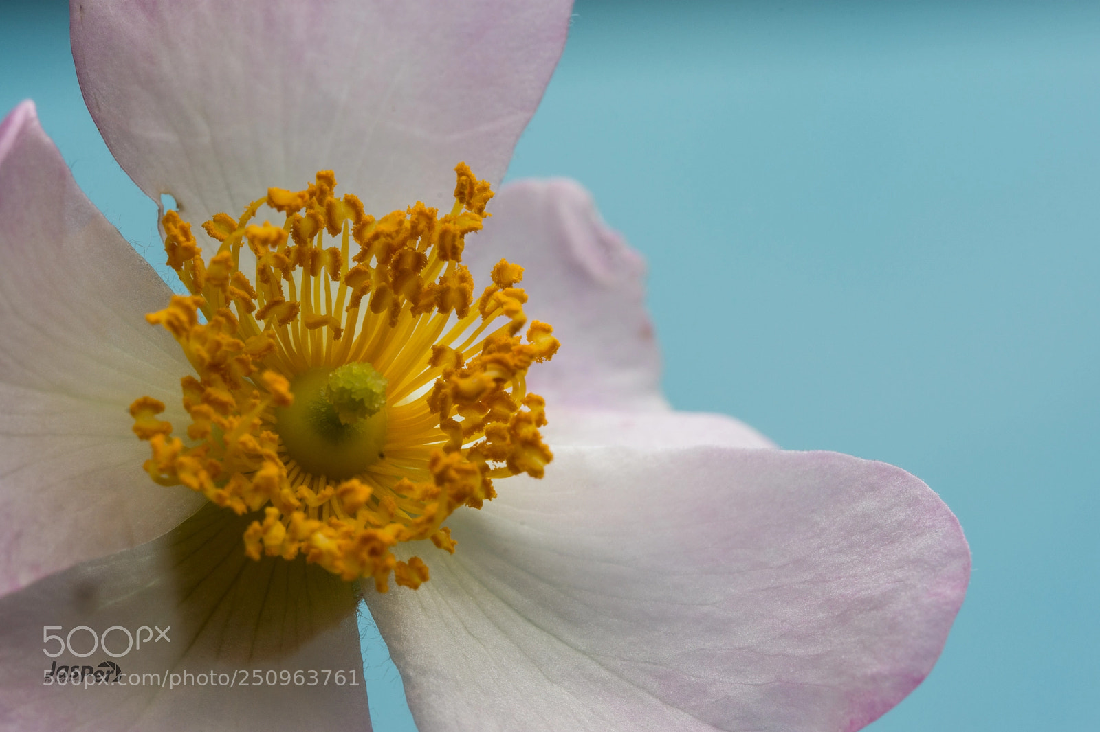 Nikon D7200 sample photo. Blossom photography