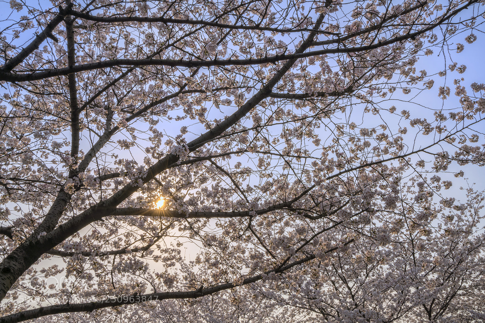 Sony a7R III sample photo. Saruka photography
