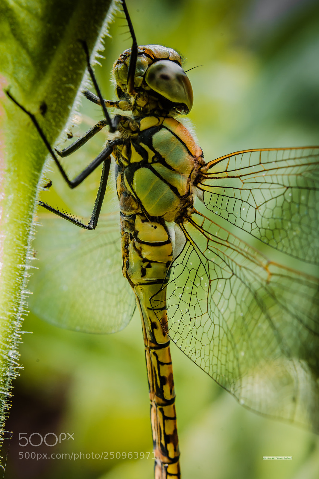 Nikon D7100 sample photo. Untitled photography