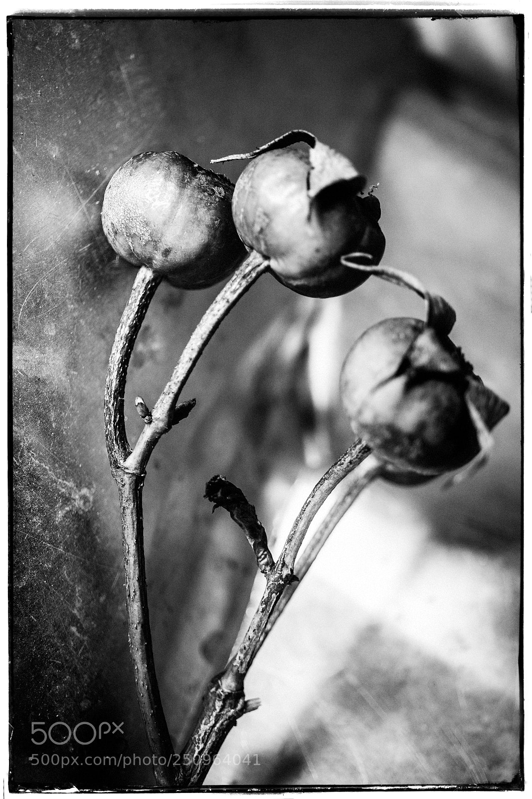 Sony a7 sample photo. Rose hips now photography
