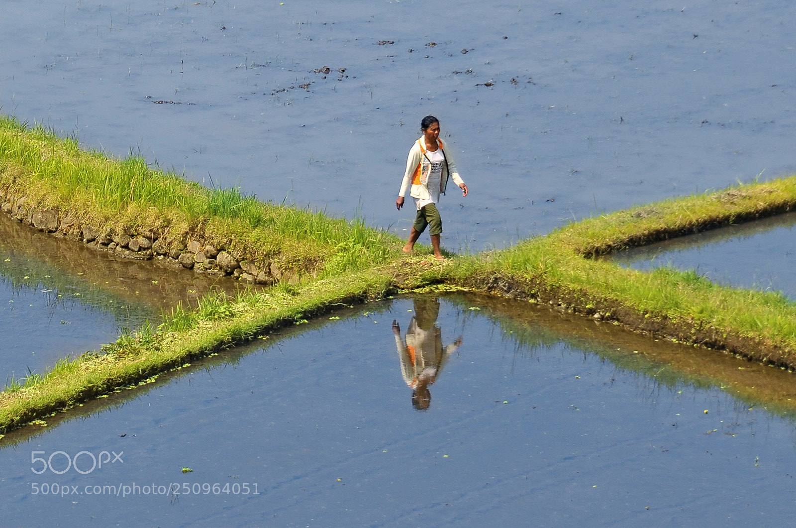 Nikon D300 sample photo. Ways in the rice photography