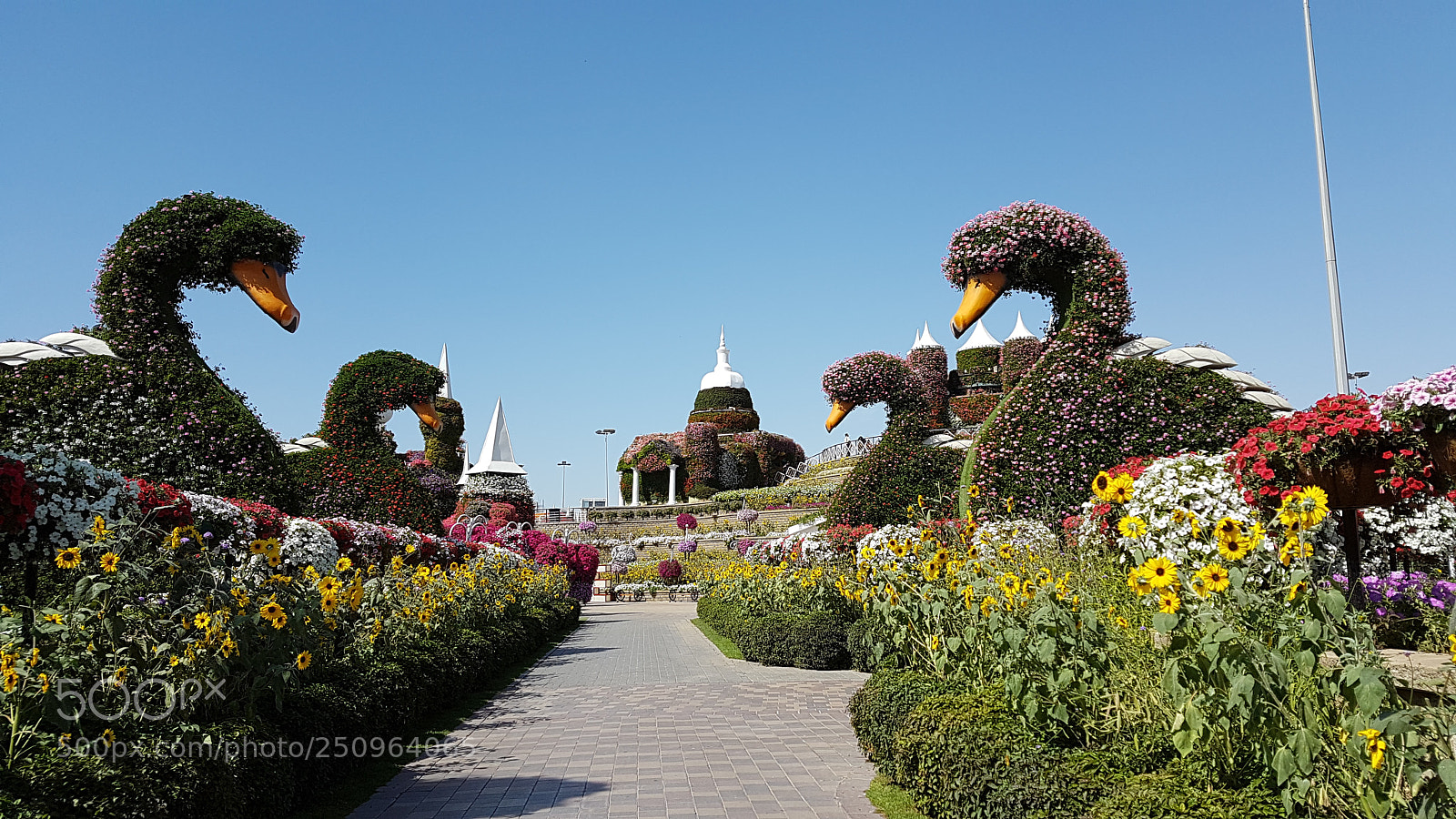 Samsung Galaxy S7 Edge sample photo. Dubai miracle garden photography