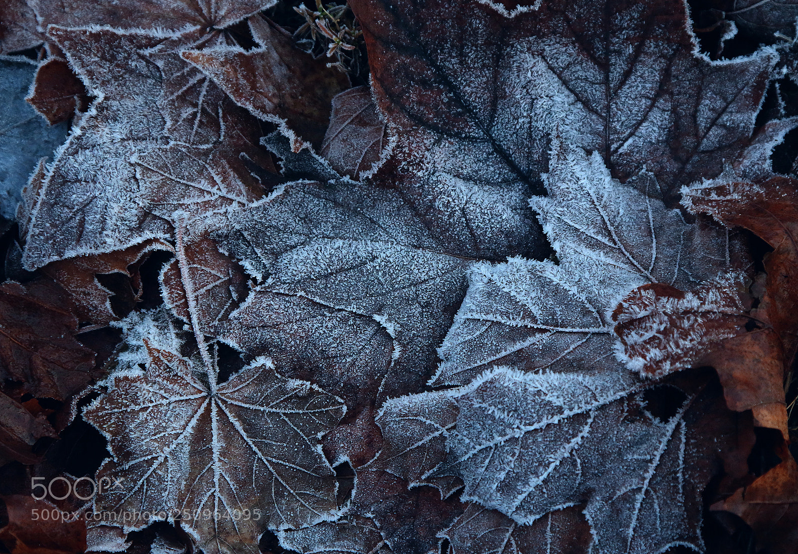 Canon EOS 70D + Canon EF 24-105mm F4L IS USM sample photo. Frost photography