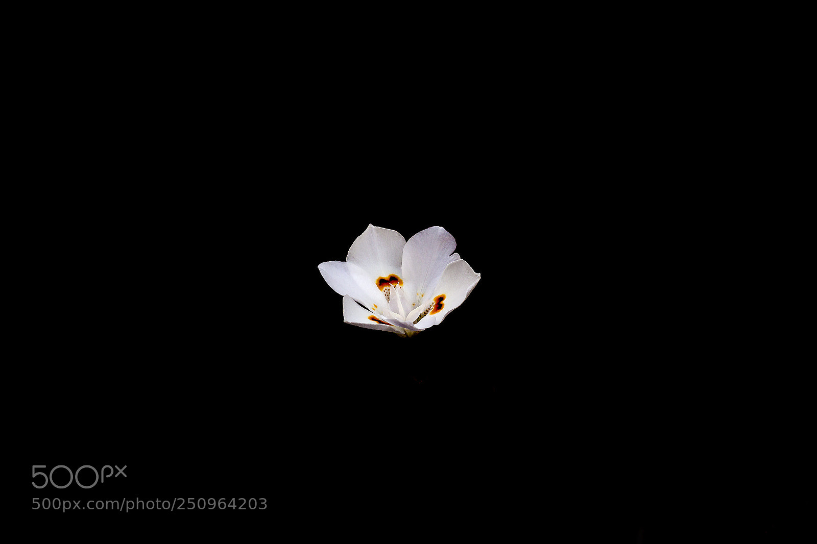 Canon EOS 70D sample photo. Untitled photography