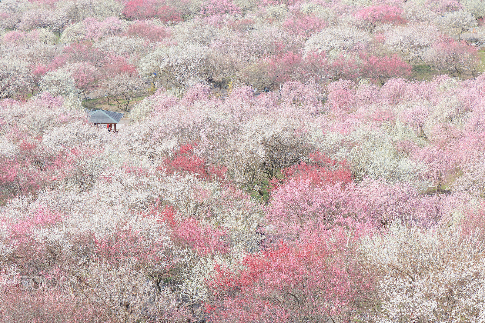 Canon EOS 80D sample photo. Pink cloud photography