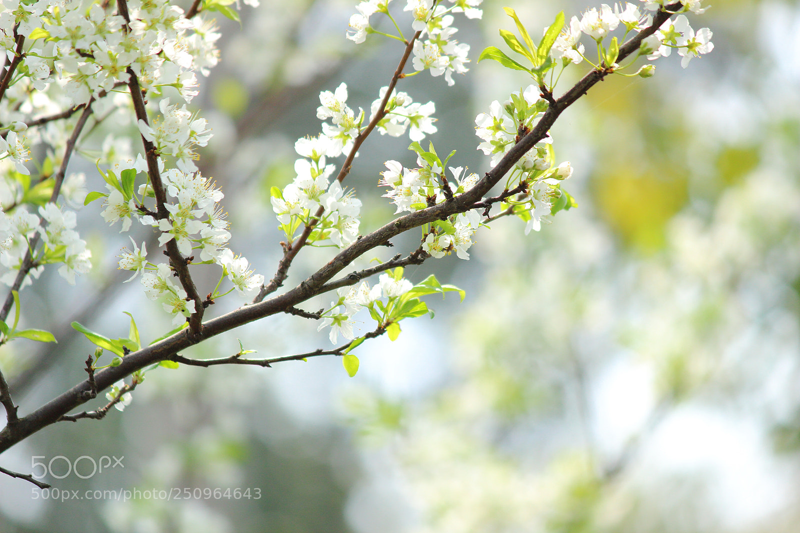 Canon EOS 100D (EOS Rebel SL1 / EOS Kiss X7) sample photo. Pear flower photography