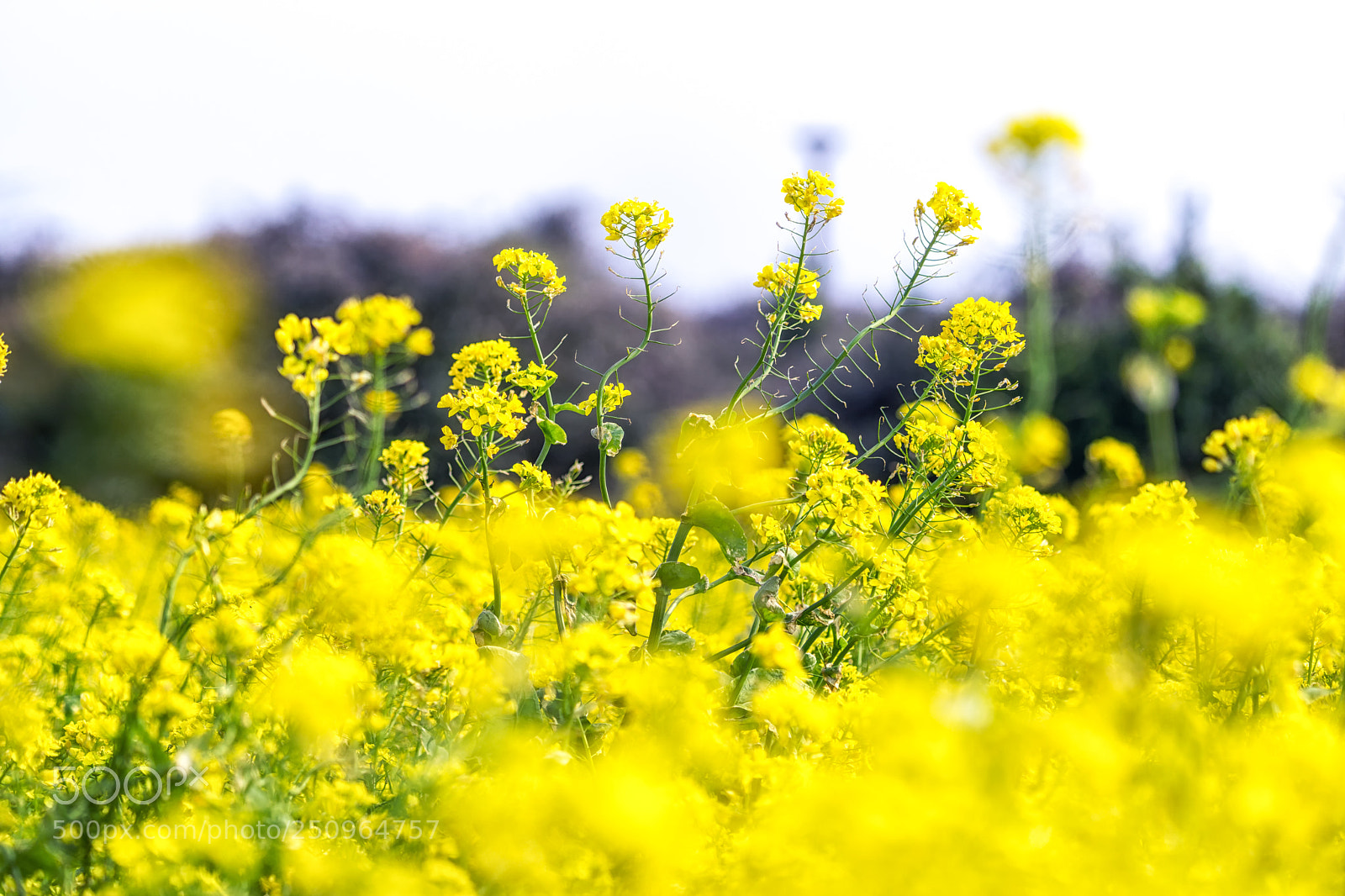Sony a6000 sample photo. Canola flower field in photography