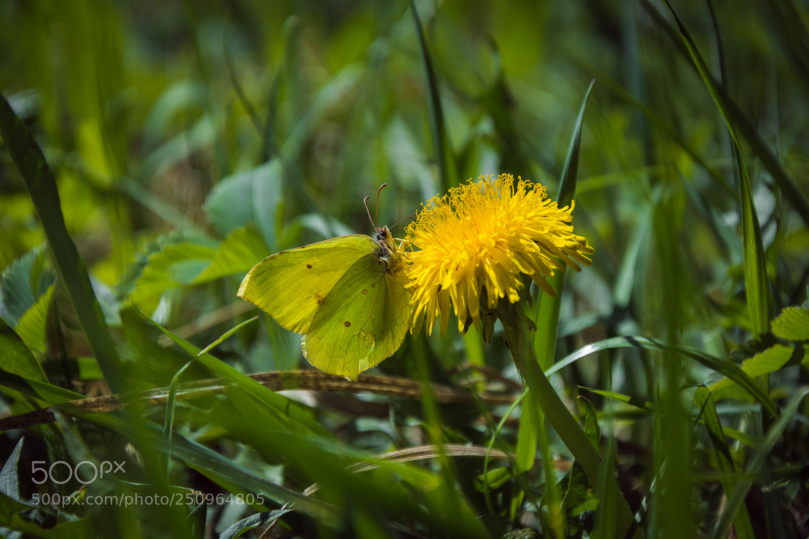Nikon D7100 sample photo. Untitled photography