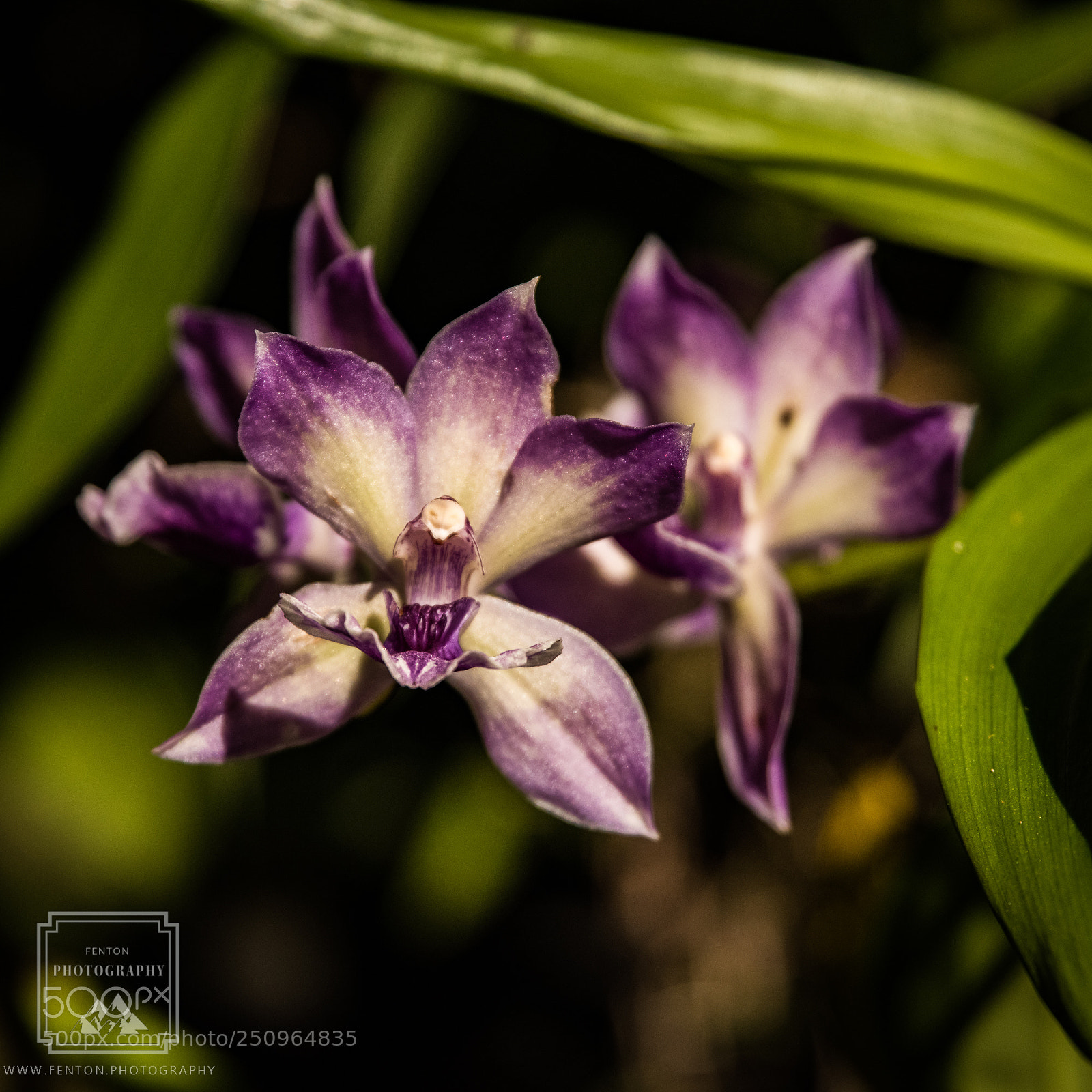 Pentax K-1 sample photo. Purple and white orchid photography