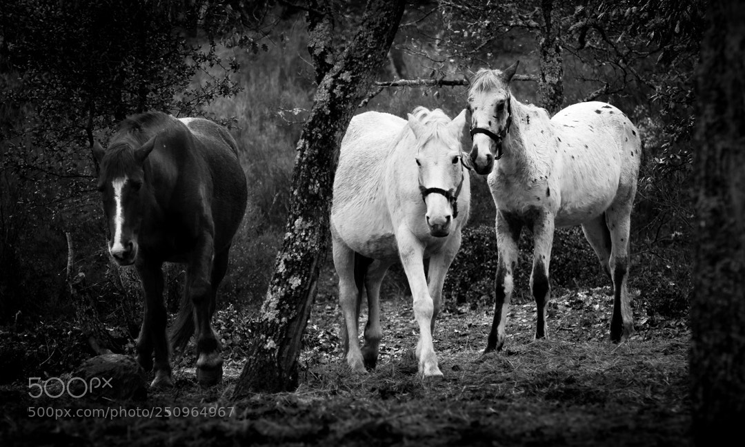 Nikon D7100 sample photo. Les copains... photography