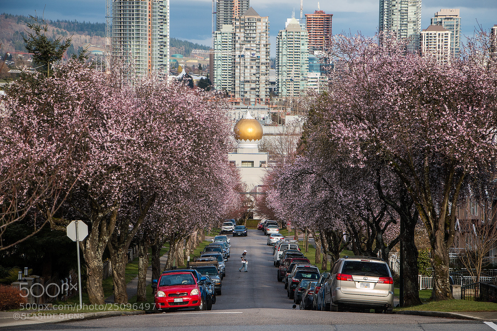 Canon EOS 70D sample photo. Seeking sakura  vancouver bc photography