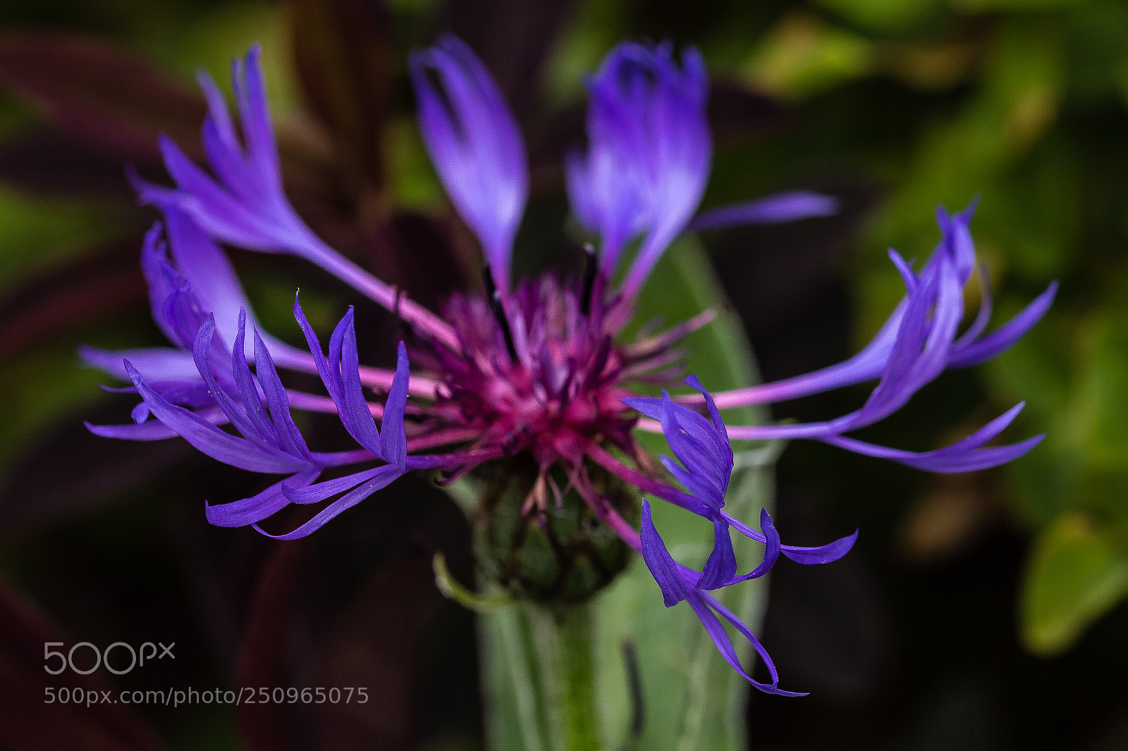Canon EOS 60D sample photo. Centaurea montana photography