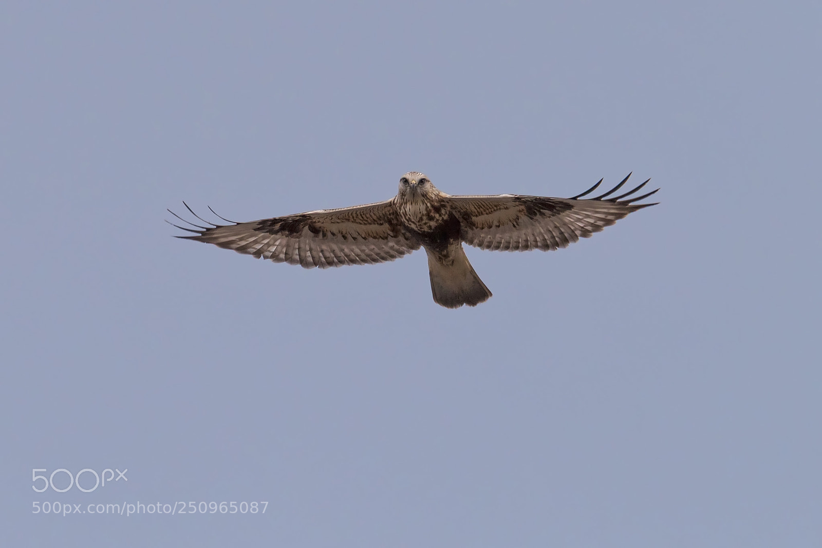 Nikon D810 sample photo. Rough shin hawk photography