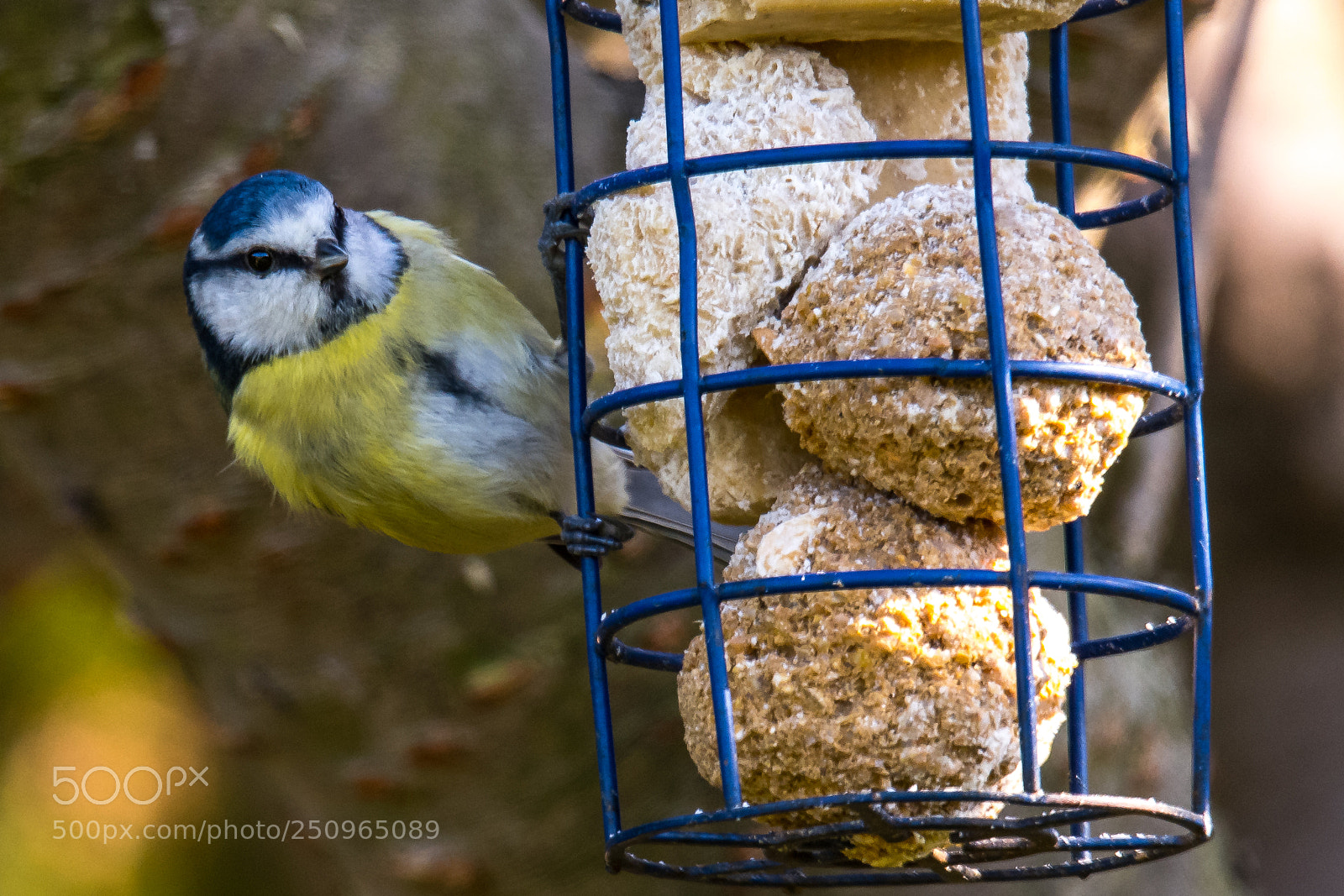 Nikon D850 sample photo. Fat balls.... photography