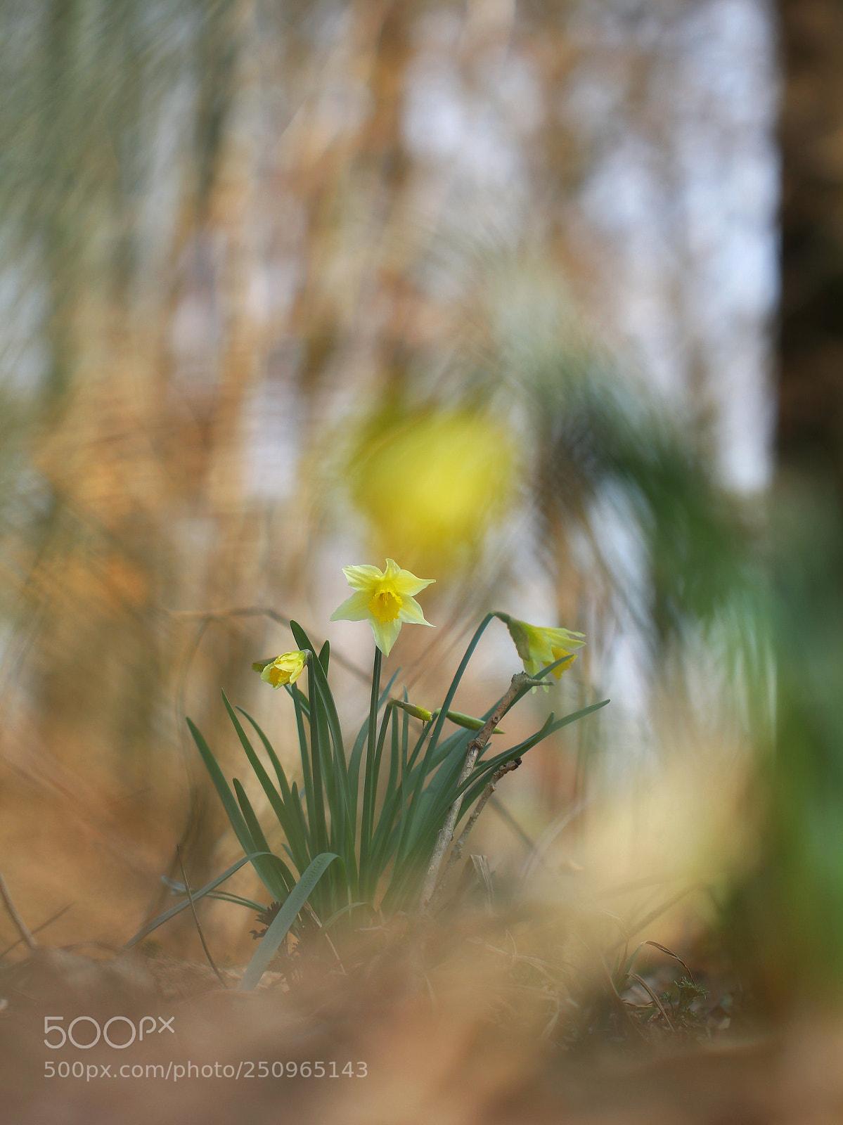 Canon EOS 80D sample photo. Sunny spring day photography