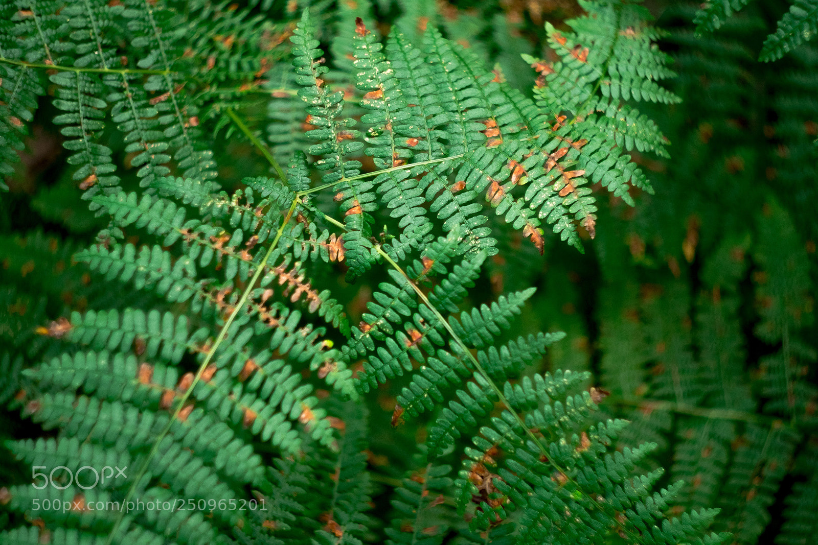 Fujifilm X-T20 sample photo. Greenish green leaf photography