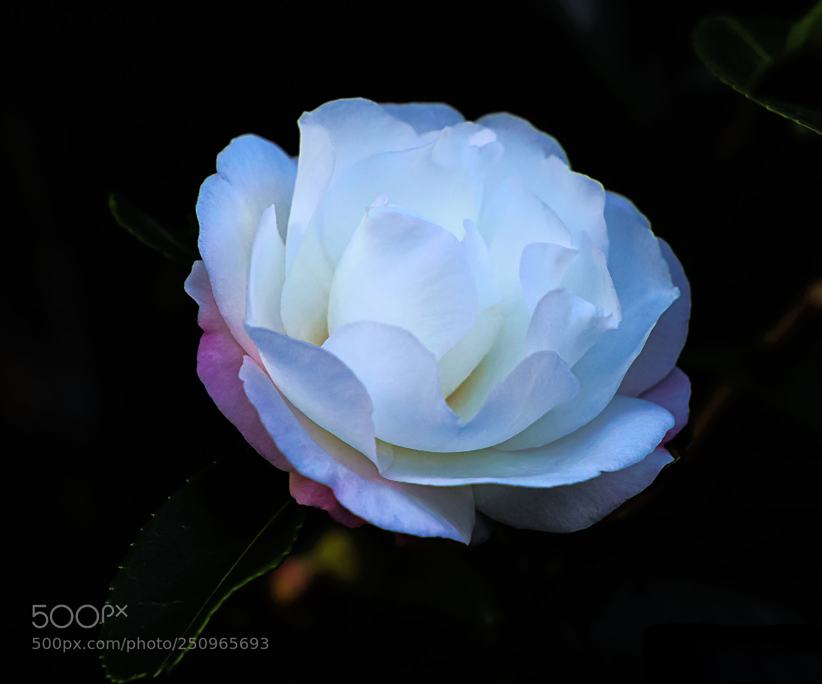 Sony a7R II sample photo. Camelia photography