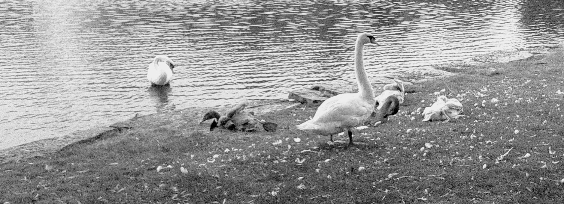 Samsung Galaxy Avant sample photo. Swan family relaxing by the pond. photography