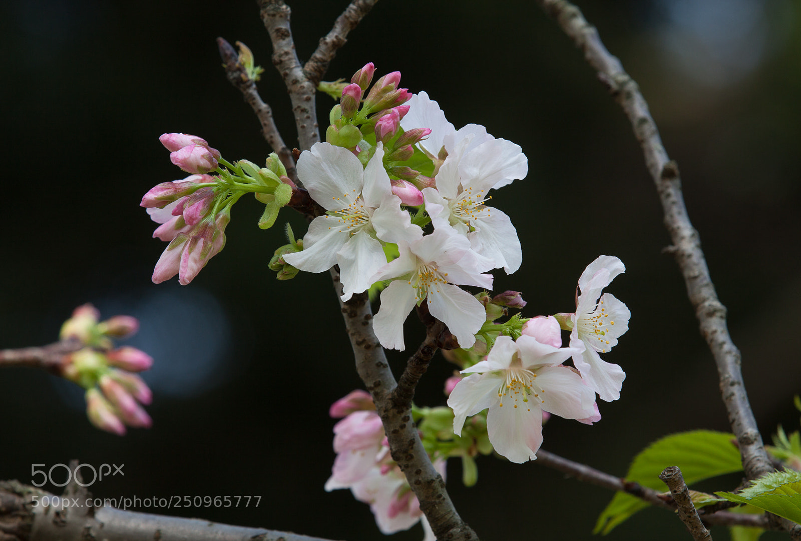 Canon EOS 50D sample photo. 櫻花 photography