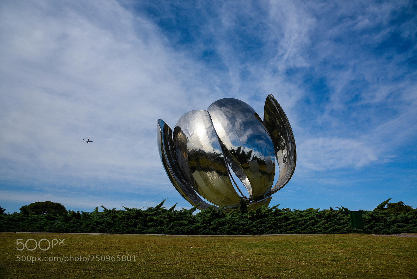 Nikon D810 sample photo. Floralis generica of buenos photography