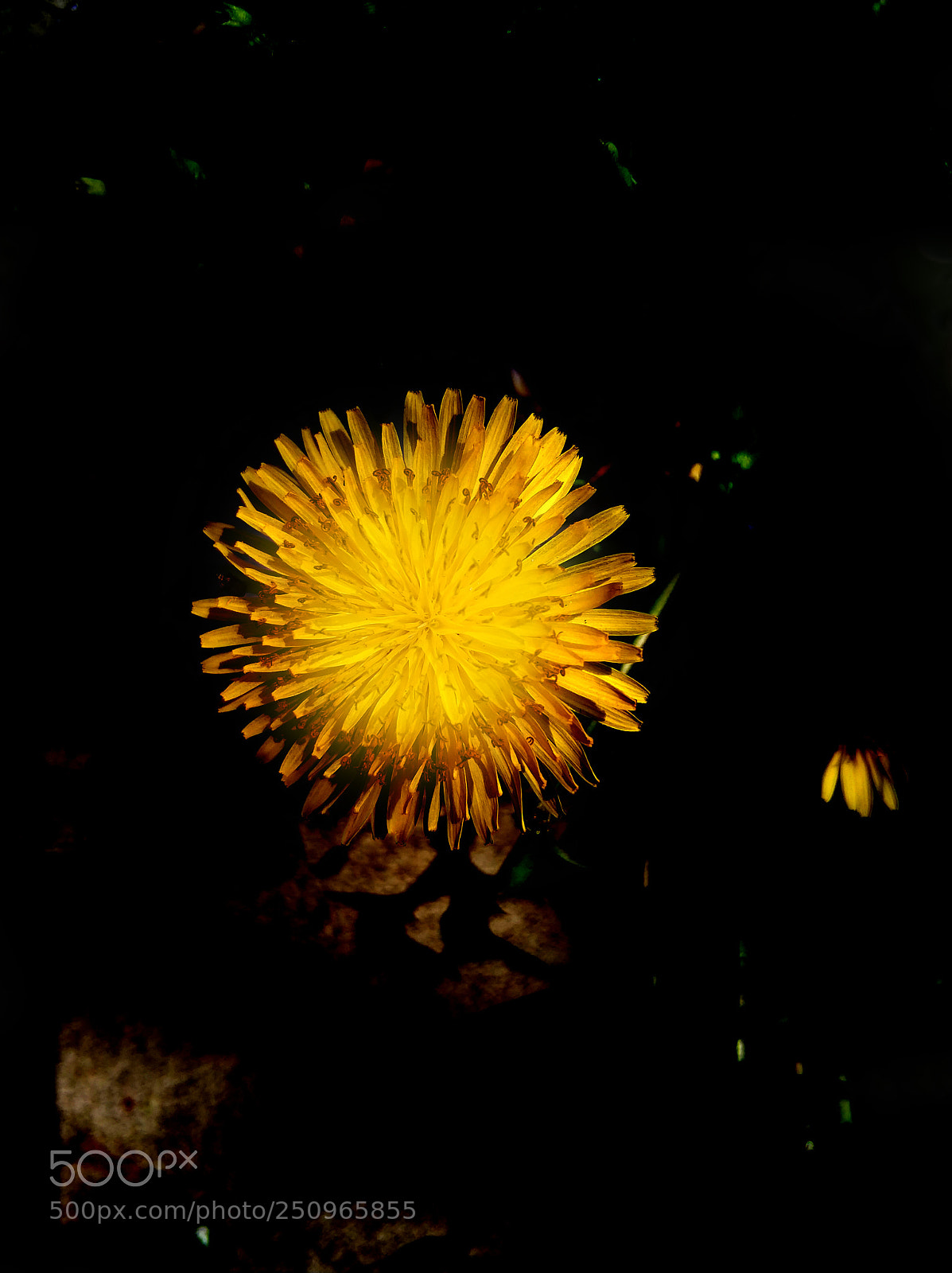Xiaomi MI6 sample photo. Flower2 photography