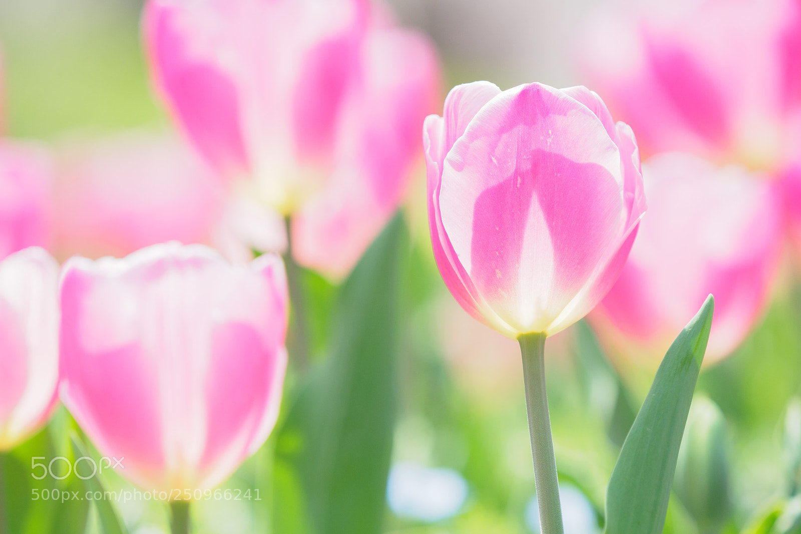 Olympus OM-D E-M1 Mark II sample photo. Spring sunshine photography