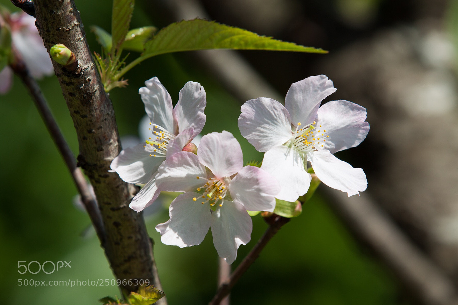 Canon EOS 50D sample photo. Untitled photography