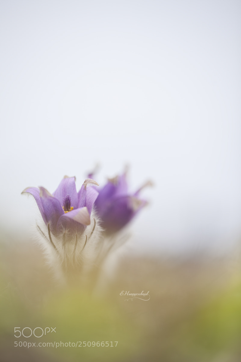 Canon EOS 5D Mark II sample photo. Gro e kuhschelle photography