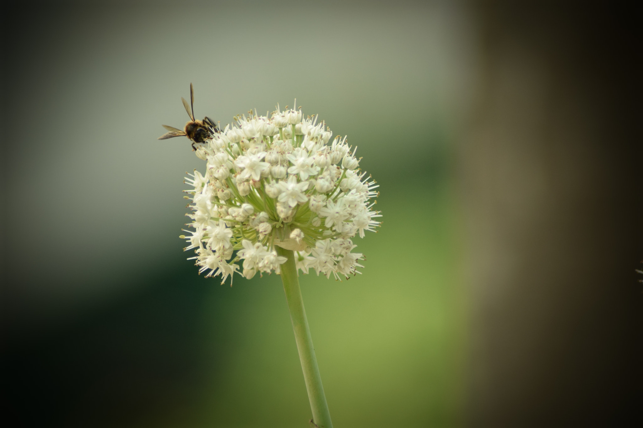 Nikon D5300 + Nikon AF Nikkor 70-300mm F4-5.6G sample photo. Mother nature photography