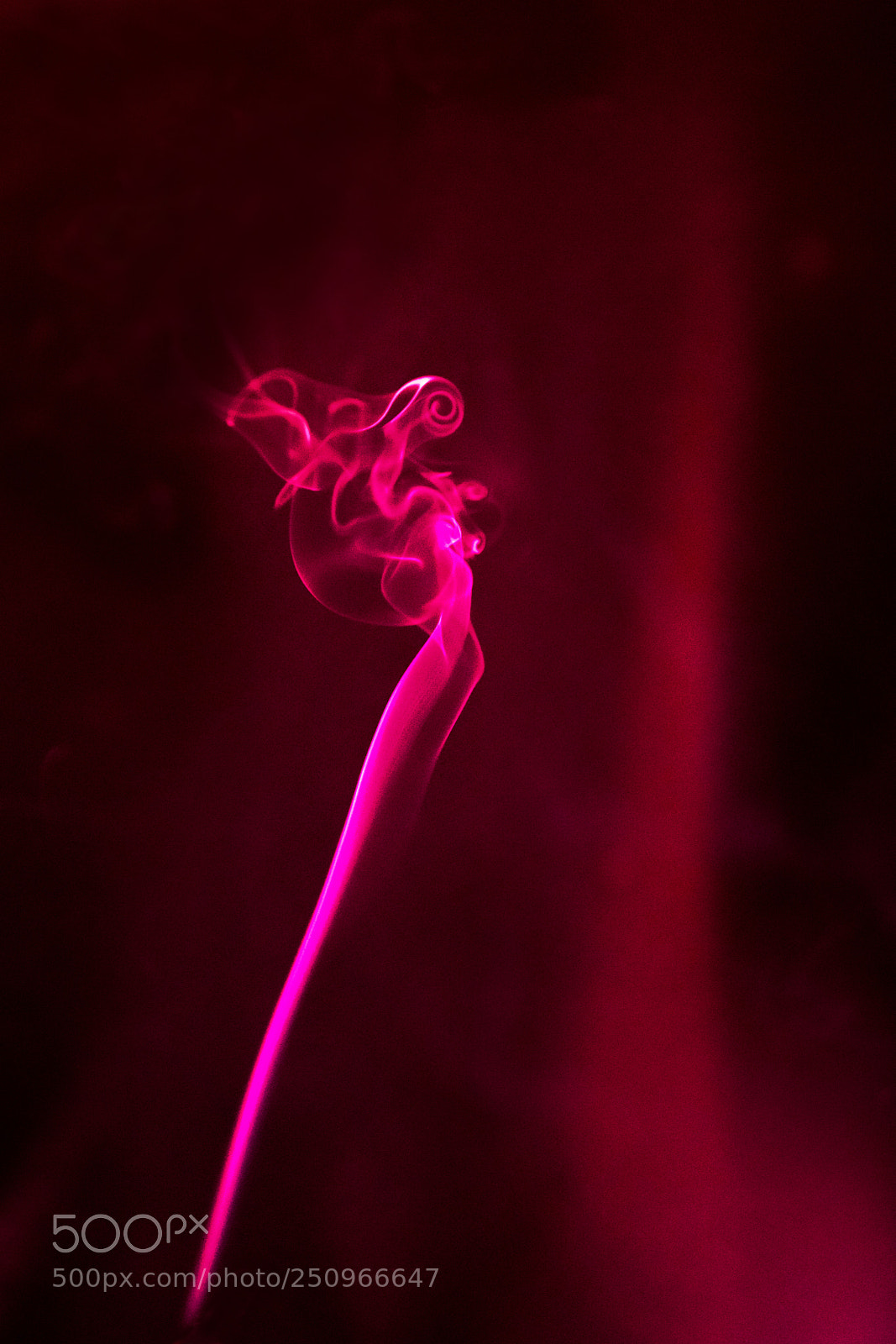 Nikon D850 sample photo. No title photography