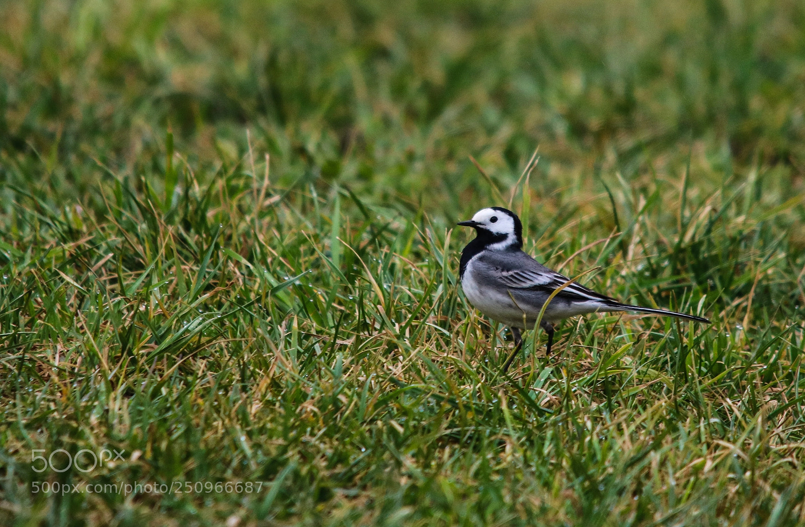 Canon EOS 750D (EOS Rebel T6i / EOS Kiss X8i) sample photo. A wagtail on the photography