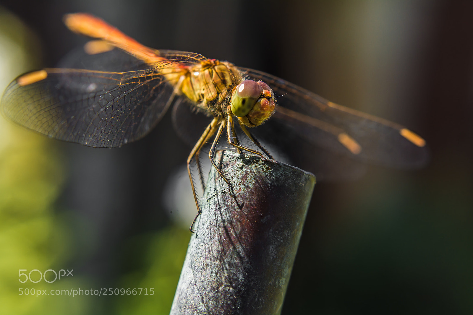 Nikon D7100 sample photo. Untitled photography