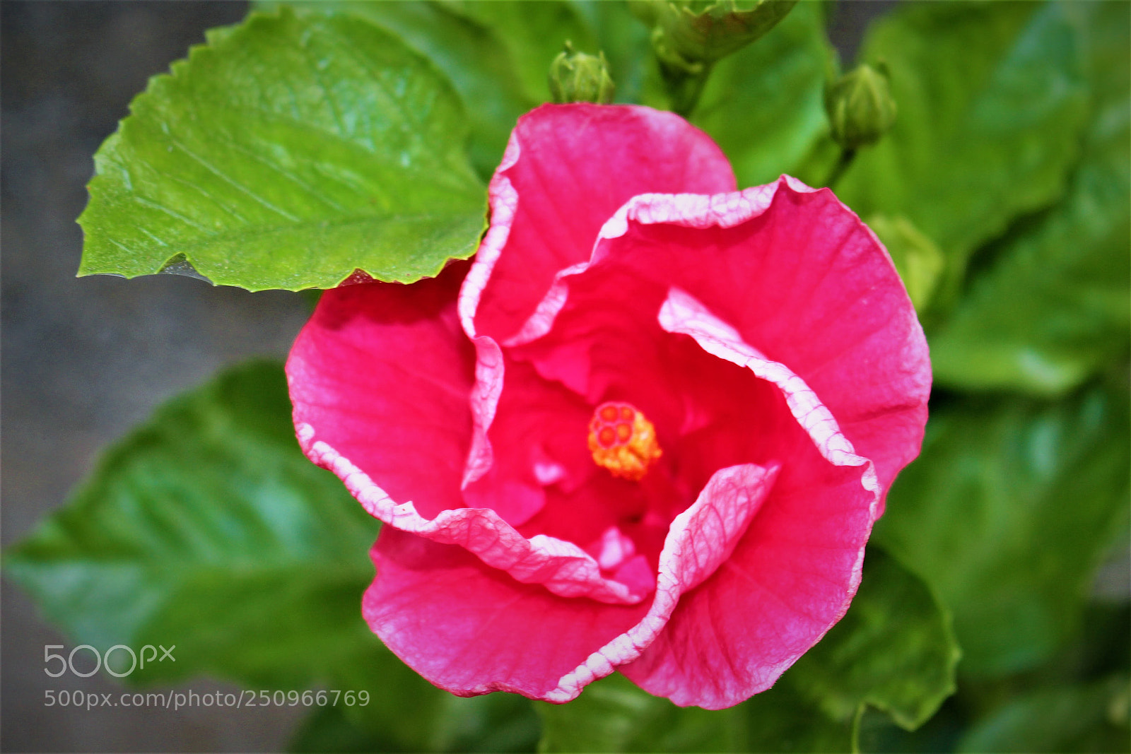 Canon EOS 700D (EOS Rebel T5i / EOS Kiss X7i) sample photo. Untitled photography