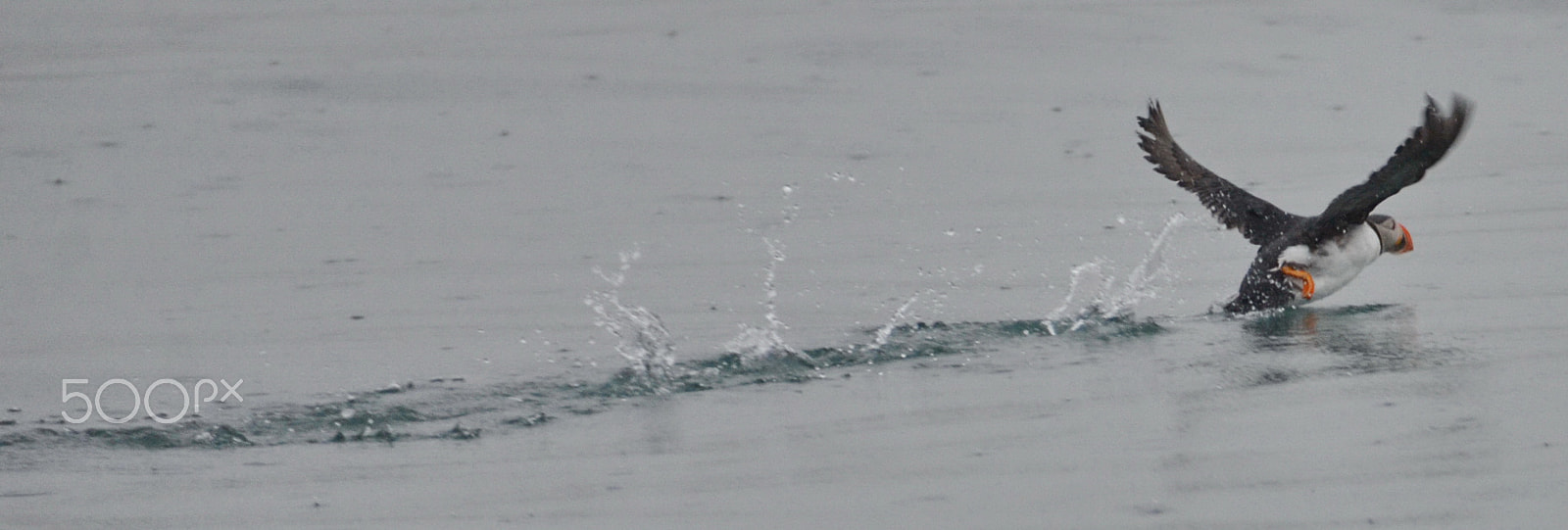 Nikon D7000 sample photo. Taking off photography