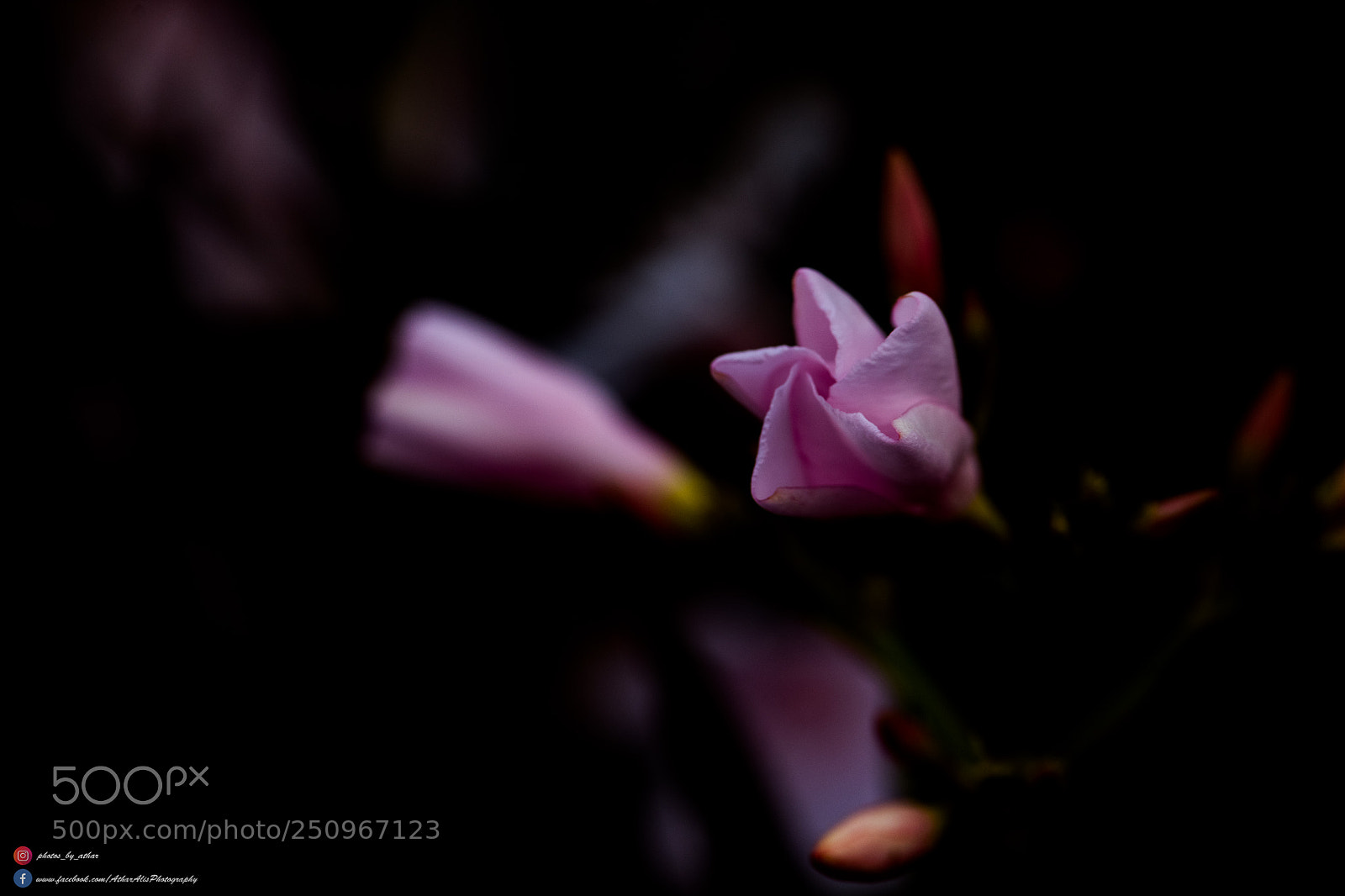 Nikon D850 sample photo. Yet to bloom photography