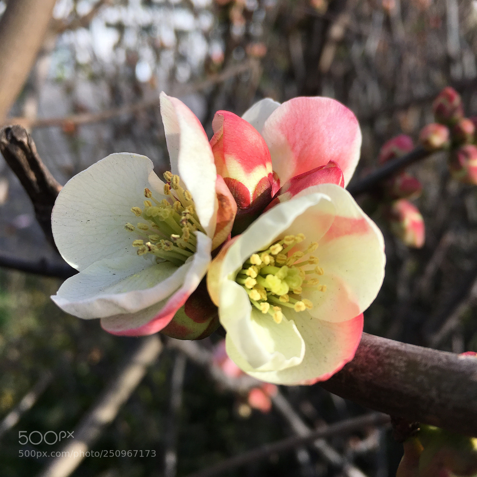 Apple iPhone SE sample photo. Untitled photography
