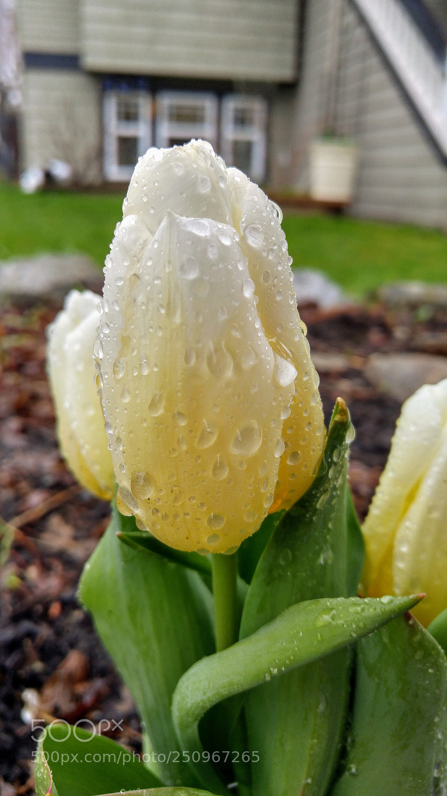 LG G4 sample photo. White wet tulips photography