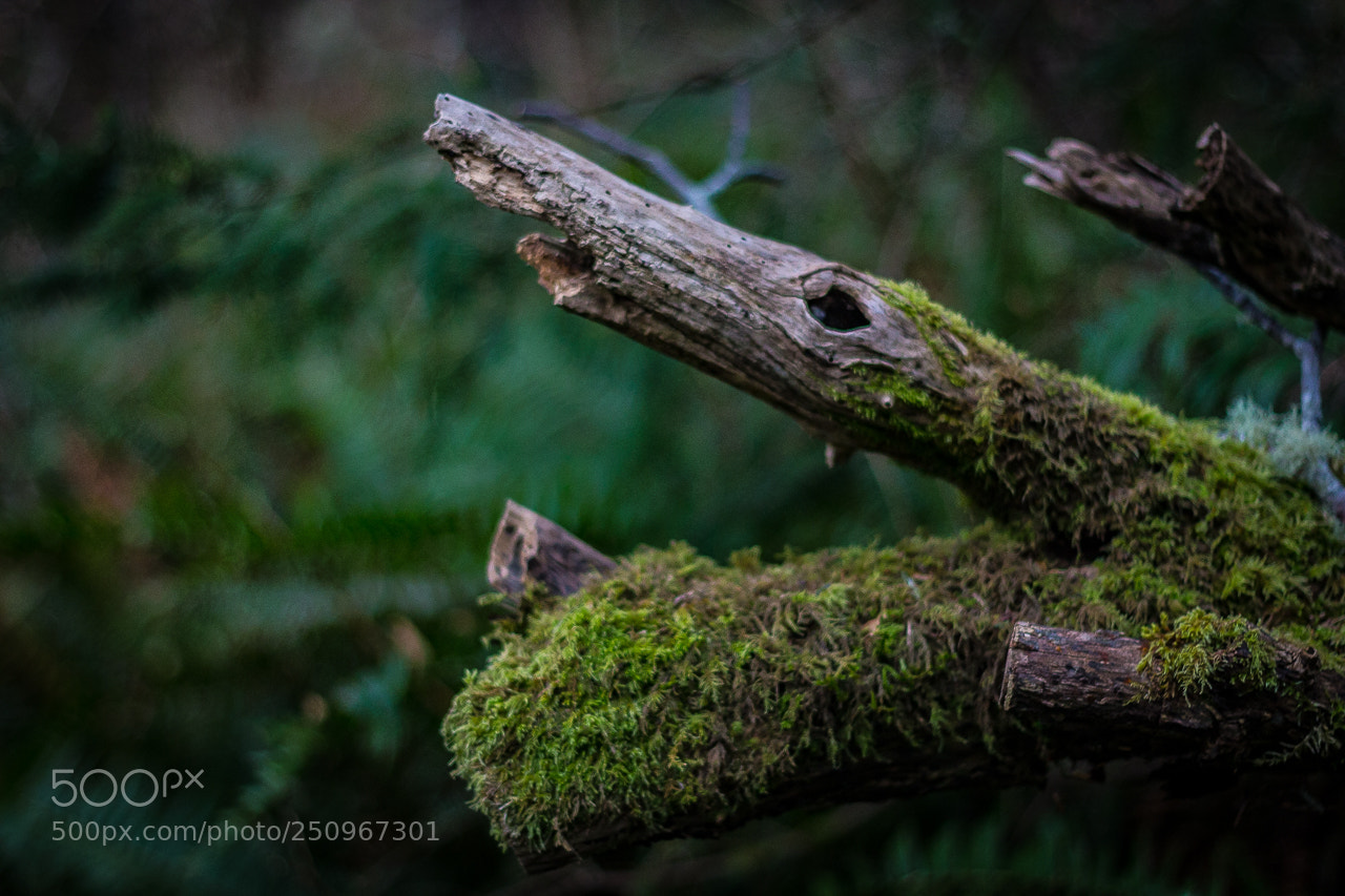 Canon EOS 700D (EOS Rebel T5i / EOS Kiss X7i) sample photo. Spirit of the forest photography