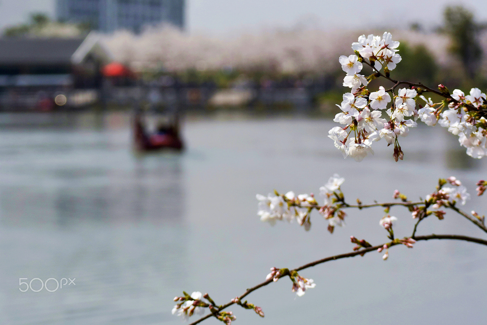 Nikon 1 V3 sample photo. 副本 photography
