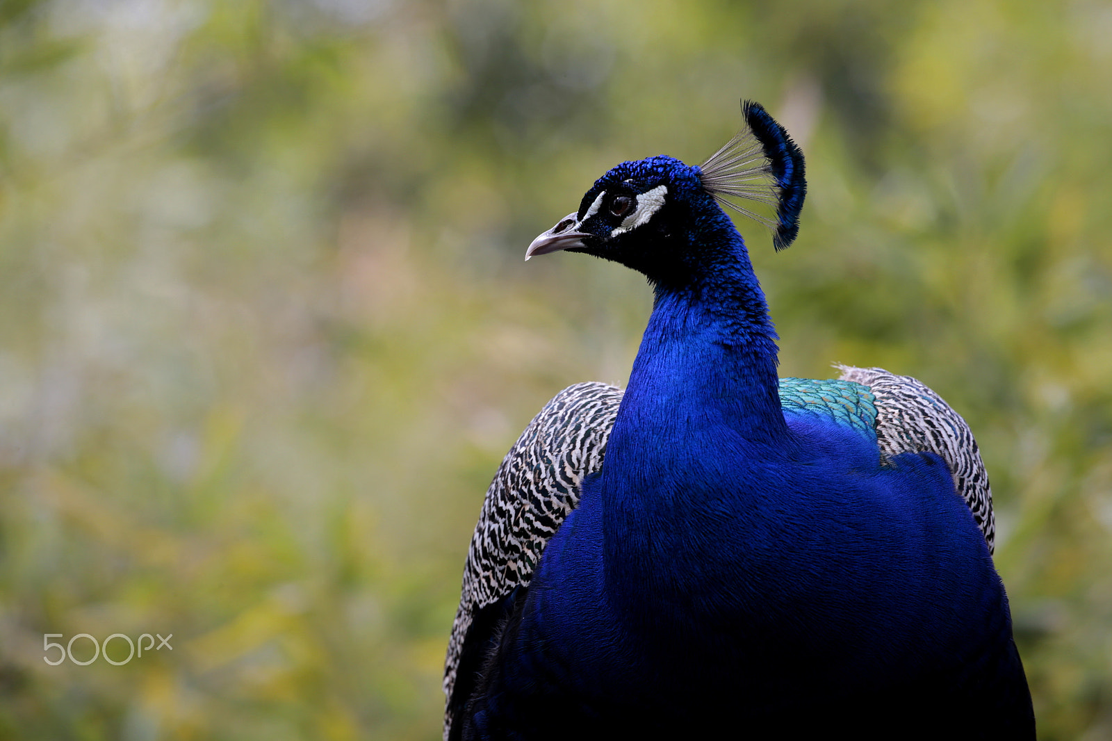 Canon EOS-1D X sample photo. Blue photography