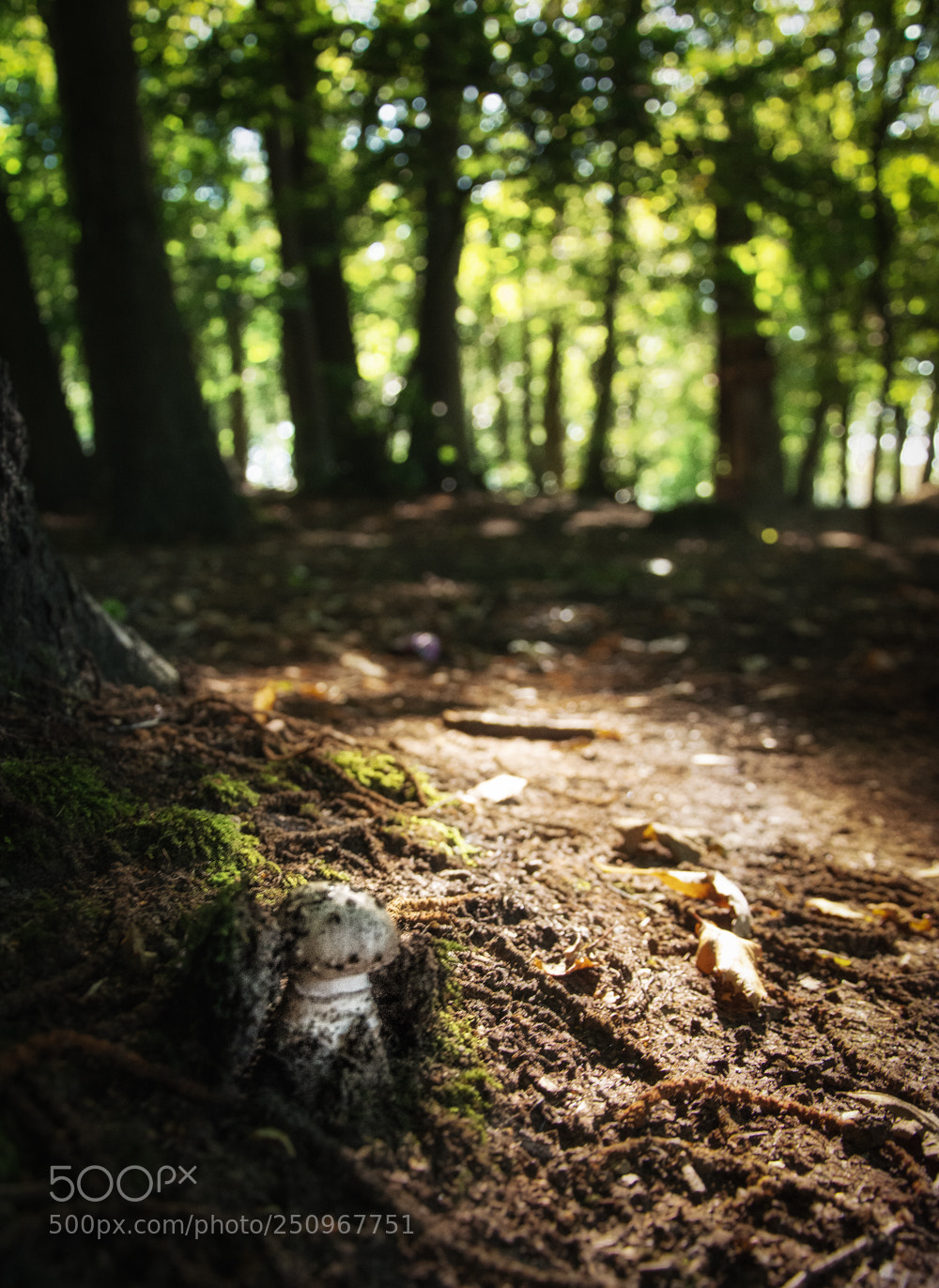 Nikon D5200 sample photo. Untitled photography