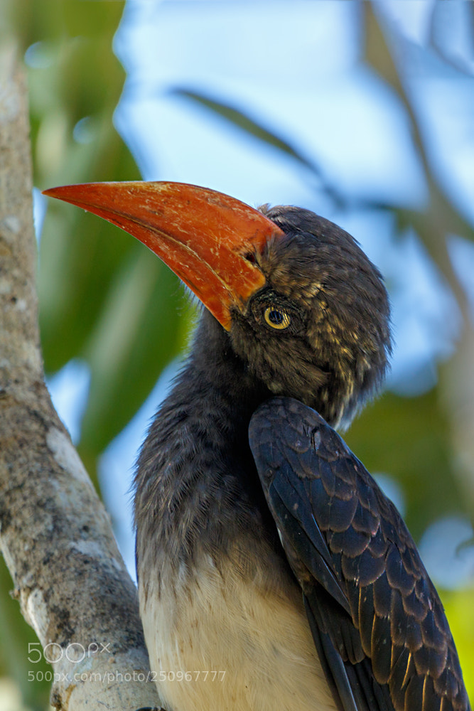 Canon EOS 7D Mark II sample photo. Tockus alboterminatus photography