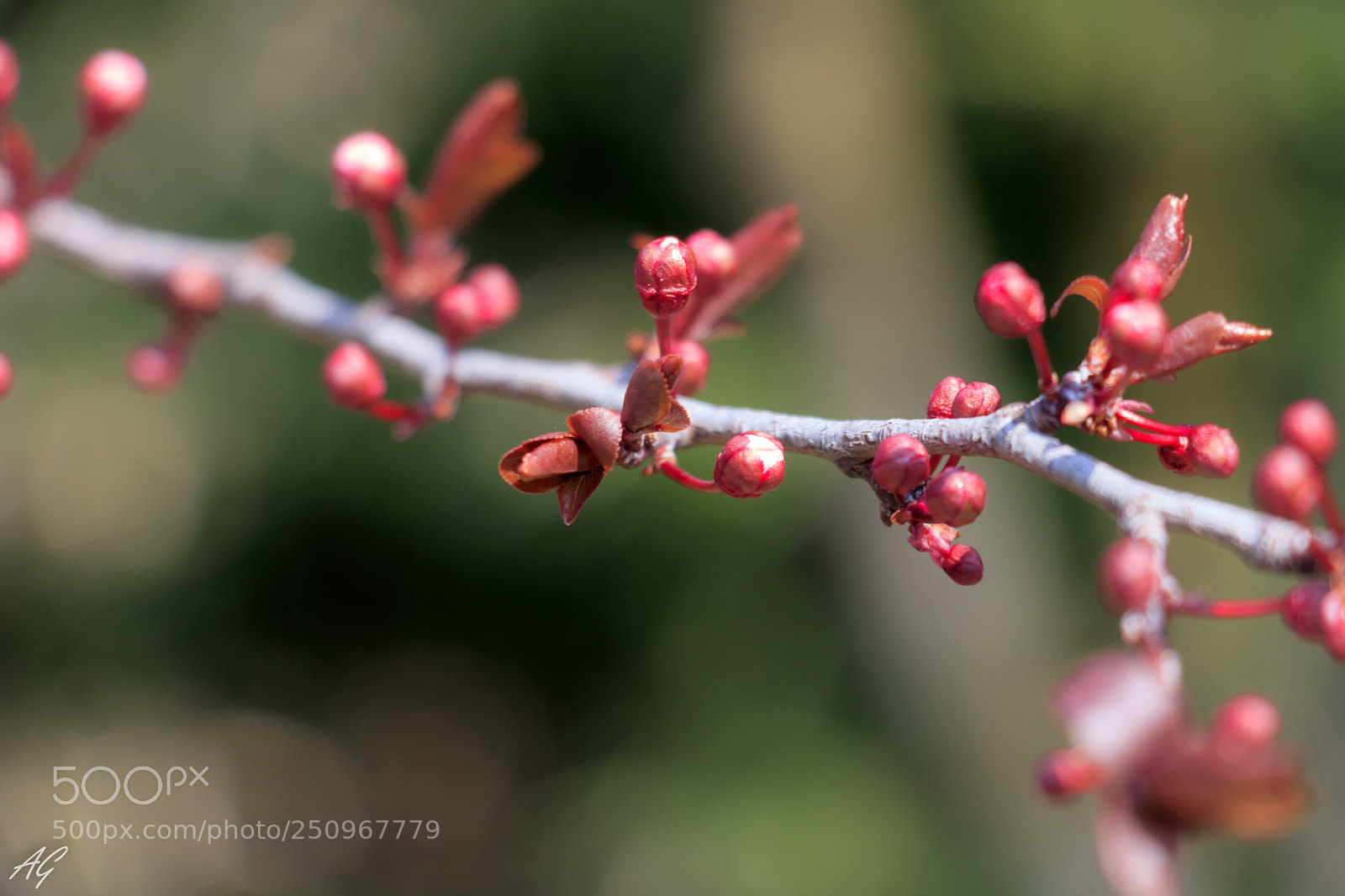 Canon EOS 750D (EOS Rebel T6i / EOS Kiss X8i) sample photo. Spring photography