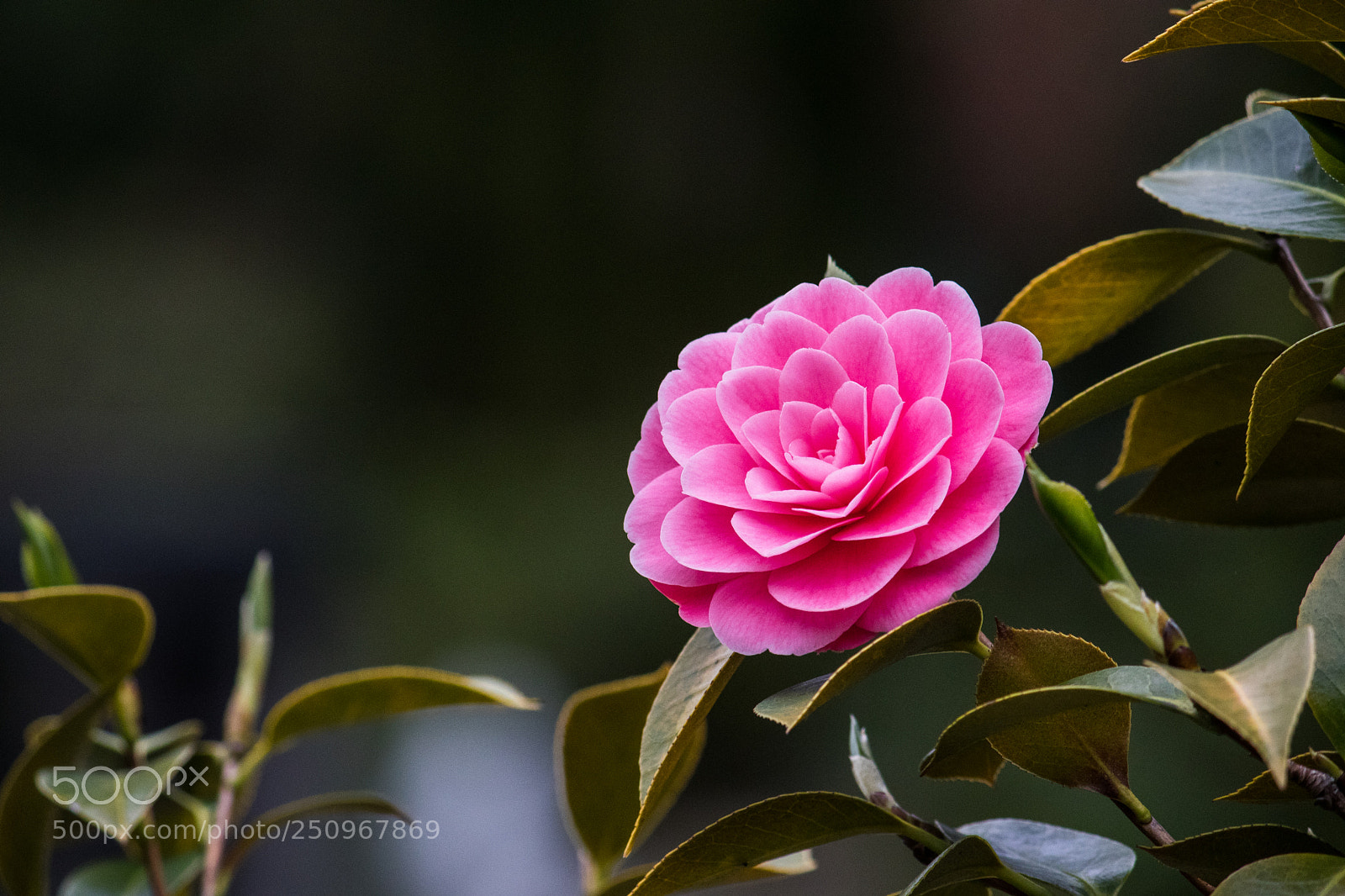 Canon EOS 80D sample photo. Spring brings the flowers photography