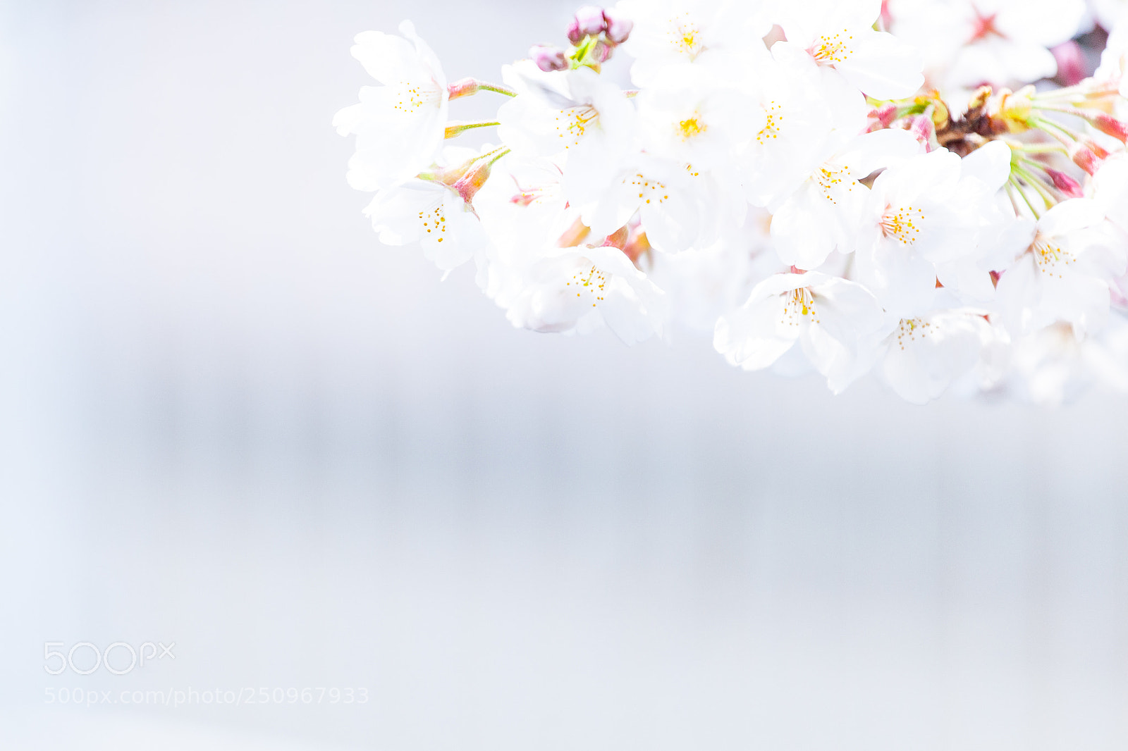 Canon EOS 5D Mark II sample photo. Sakura photography