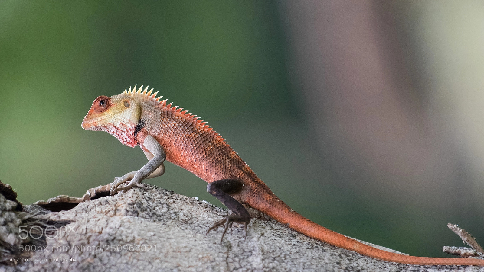 Canon EOS 80D sample photo. Indian chameleon photography