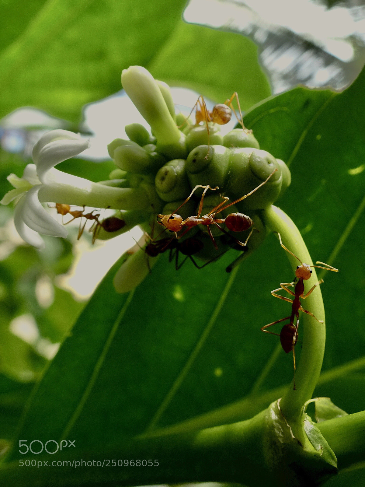 Sony DSC-HX90 sample photo. Climbing ants.  photography