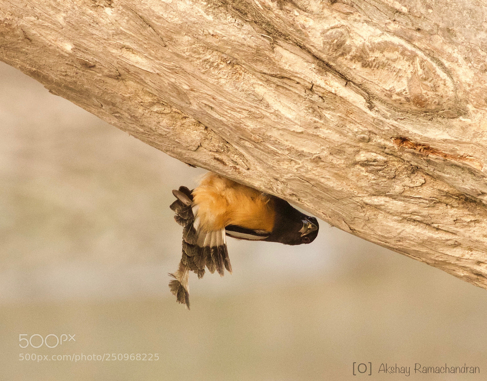 Canon EOS 80D sample photo. This rufous treepie finds photography